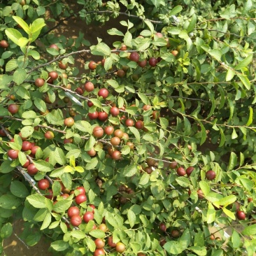 钙果苗30~50cm1年