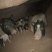 巴马香猪断奶猪10-15斤,三月15-20斤,猪苗基地