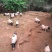 巴马香猪断奶猪10-15斤,三月15-20斤,猪苗基地