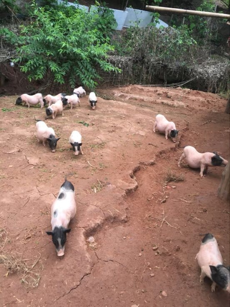 巴马香猪断奶猪10-15斤，三月15-20斤，猪苗基地