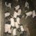 巴马香猪断奶猪10-15斤,三月15-20斤,猪苗基地