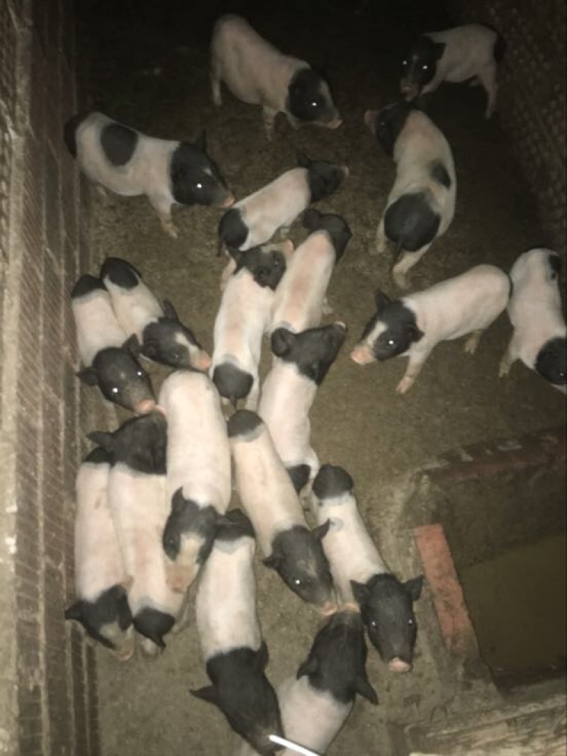 巴马香猪断奶猪10-15斤，三月15-20斤，猪苗基地