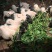巴马香猪断奶猪10-15斤,三月15-20斤,猪苗基地