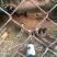 巴马香猪断奶猪10-15斤,三月15-20斤,猪苗基地