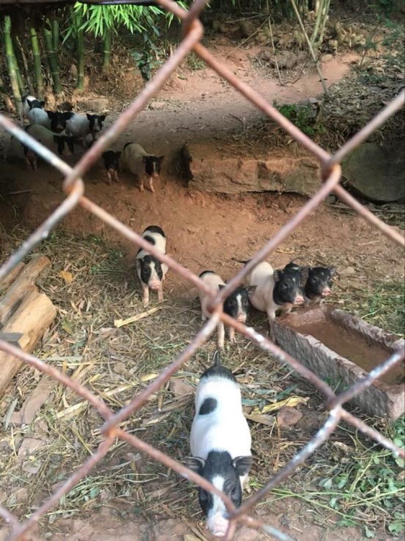 巴马香猪断奶猪10-15斤，三月15-20斤，猪苗基地