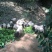 巴马香猪断奶猪10-15斤,三月15-20斤,猪苗基地