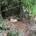 巴马香猪断奶猪10-15斤,三月15-20斤,猪苗基地