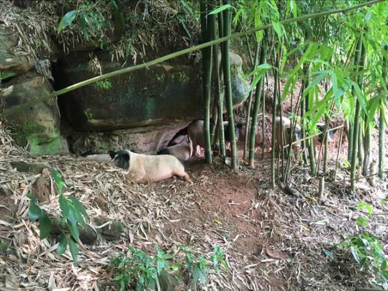 巴马香猪断奶猪10-15斤，三月15-20斤，猪苗基地