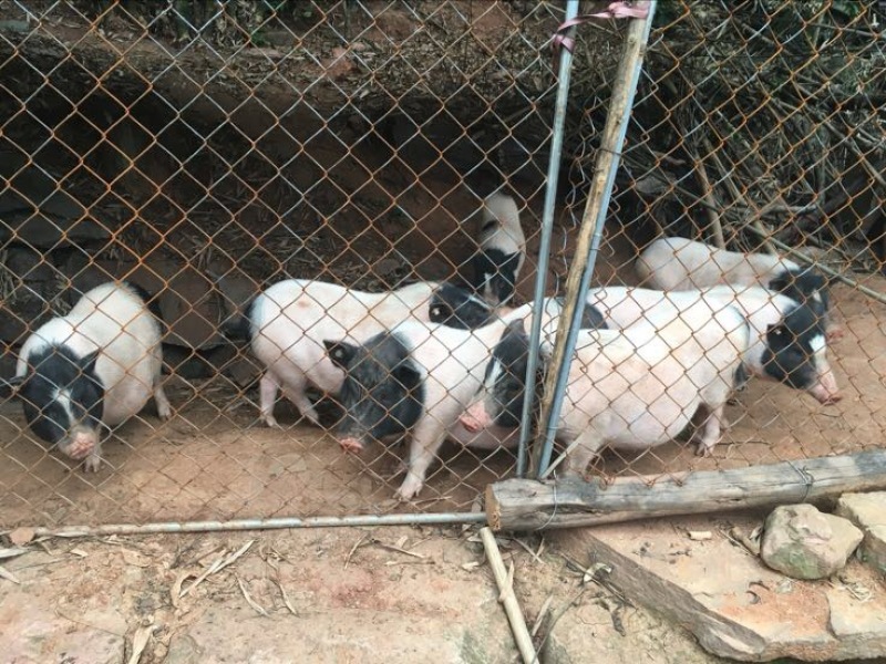 巴马香猪断奶猪10-15斤，三月15-20斤，猪苗基地