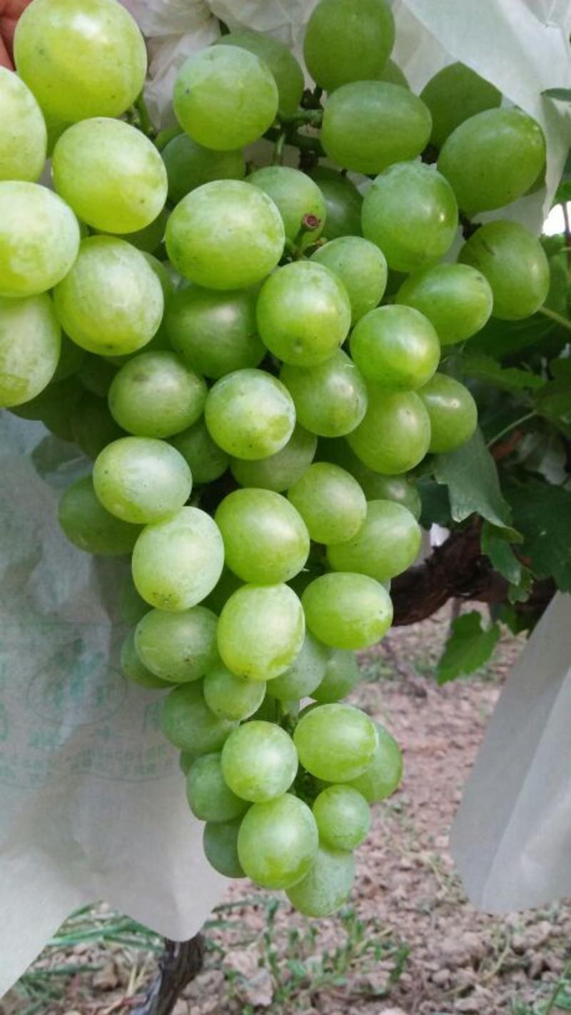维多利亚葡萄0.8~1.5斤5%以下