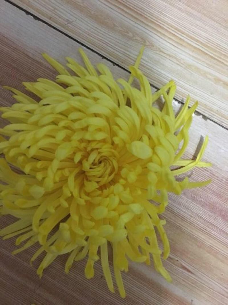 皇菊茶特级