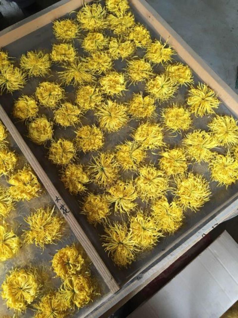 皇菊茶特级
