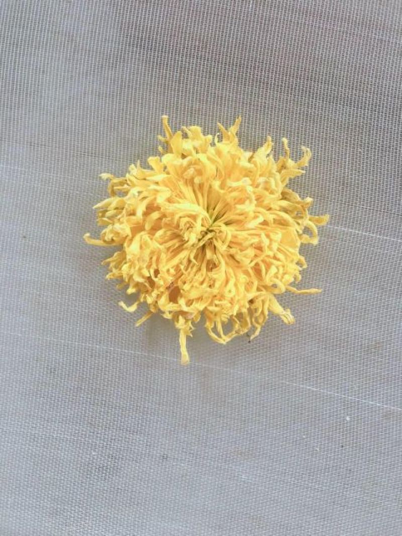皇菊茶特级
