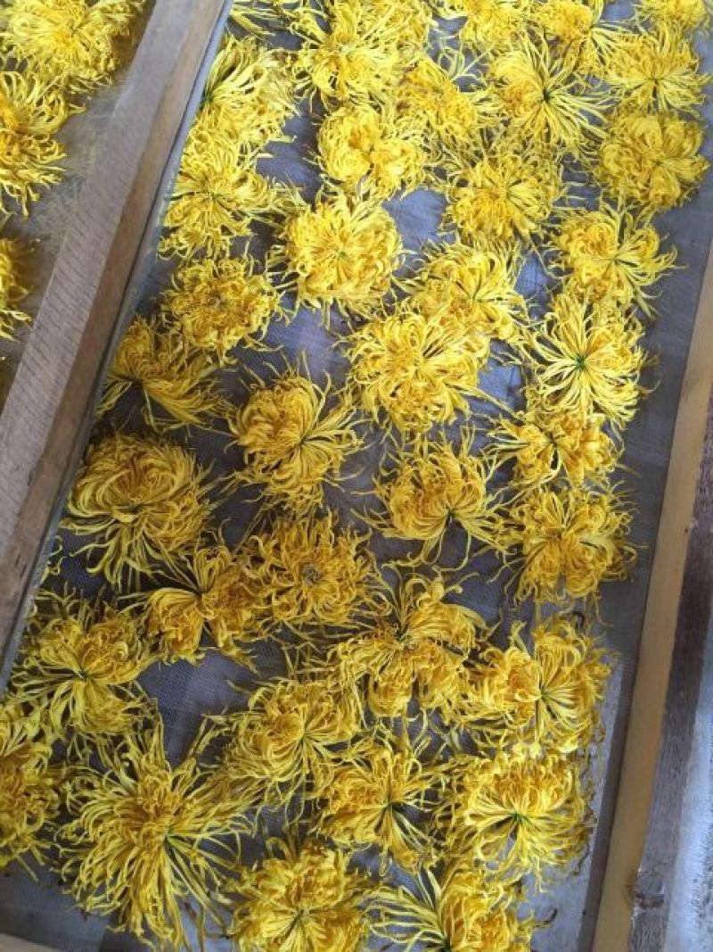皇菊茶特级