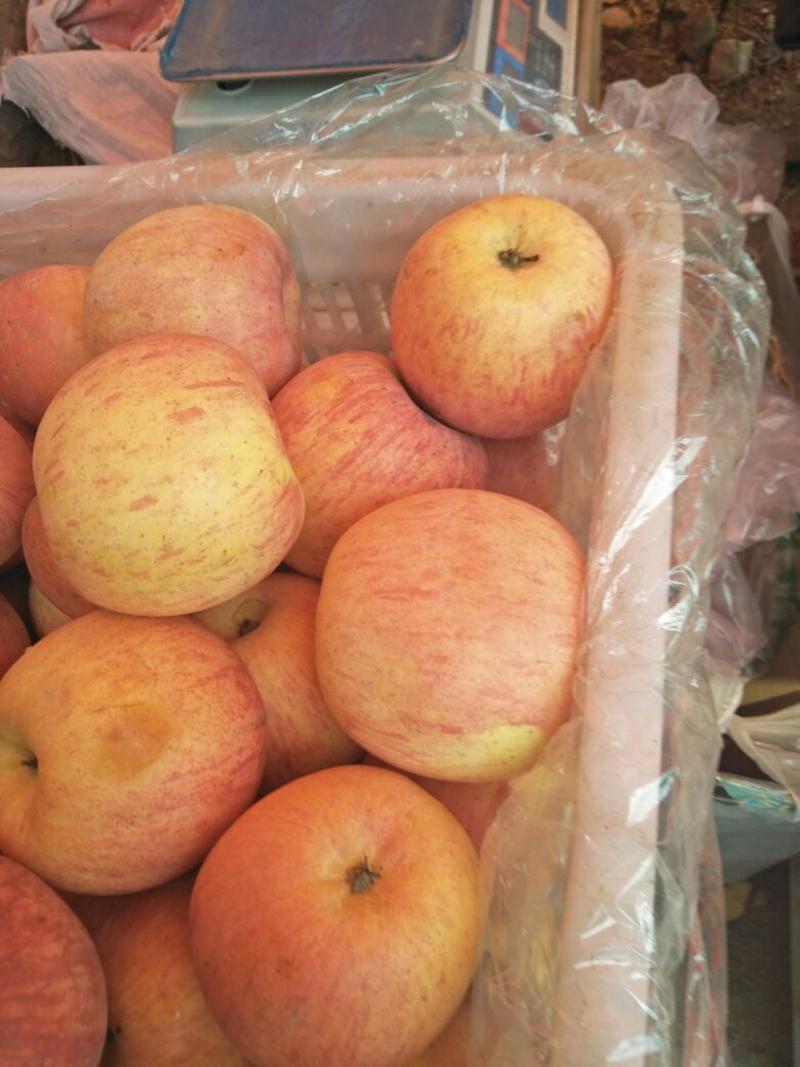 山东新红富士苹果膜袋，纸加膜袋，纸袋，大量上市水晶富士苹果
