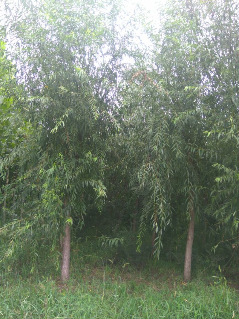 青垂柳树12~14cm10~12cm2.5~3米