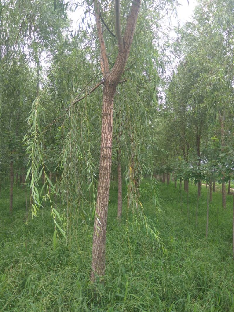 青垂柳树12~14cm10~12cm2.5~3米