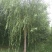 青垂柳树12~14cm10~12cm2.5~3米