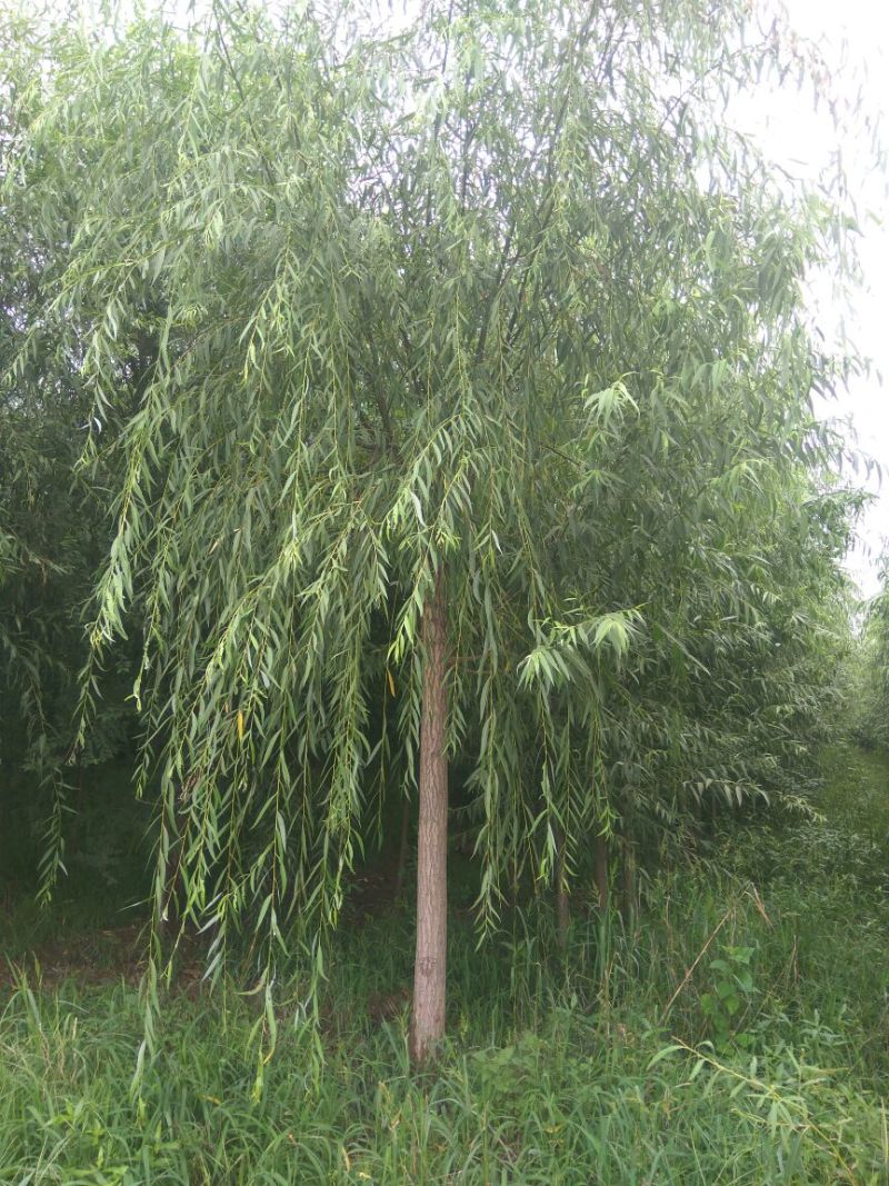 青垂柳树12~14cm10~12cm2.5~3米