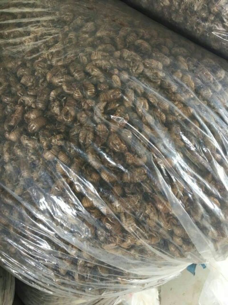 常年供应优质蝉蜕，水洗蝉蜕，蝉蜕统货，蝉蜕净货，箱装蝉蜕