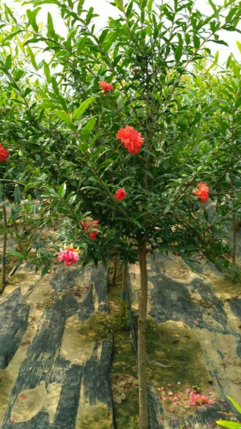 牡丹花石榴3公分土球上车工程专用石榴树
