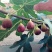无花果苗波姬红/金傲芬/布兰瑞克无花果苗品质包真