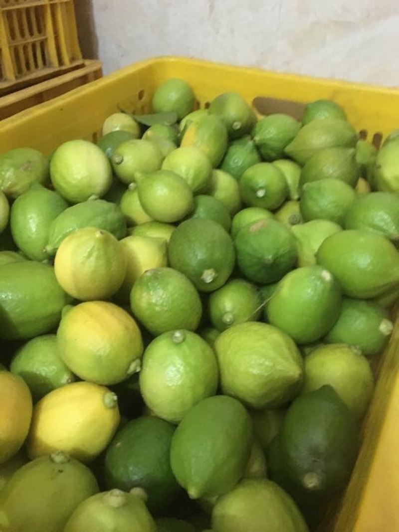 香水柠檬树苗无籽黄柠檬苗西柠檬苗青柠檬苗