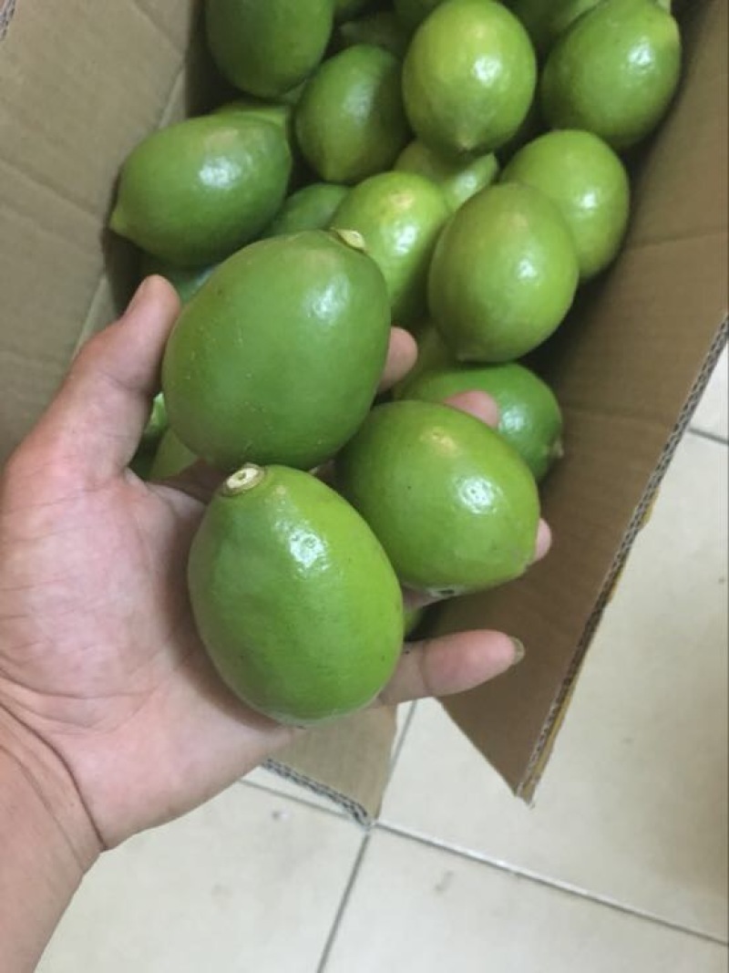 香水柠檬树苗无籽黄柠檬苗西柠檬苗青柠檬苗