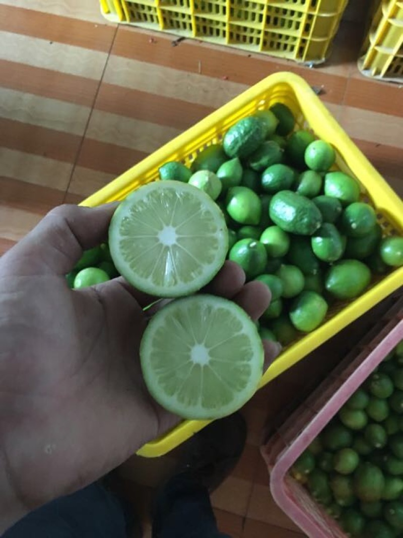 香水柠檬树苗无籽黄柠檬苗西柠檬苗青柠檬苗