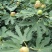 无花果苗无花果树苗当年种植当年见效亩种植220颗