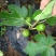 无花果苗无花果树苗当年种植当年见效亩种植220颗