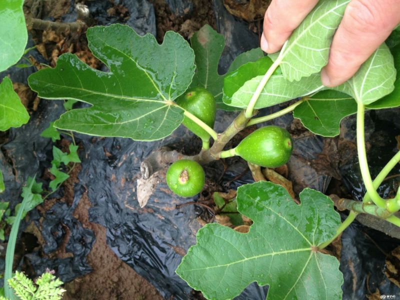 无花果苗无花果树苗当年种植当年见效亩种植220颗