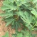 无花果苗无花果树苗当年种植当年见效亩种植220颗