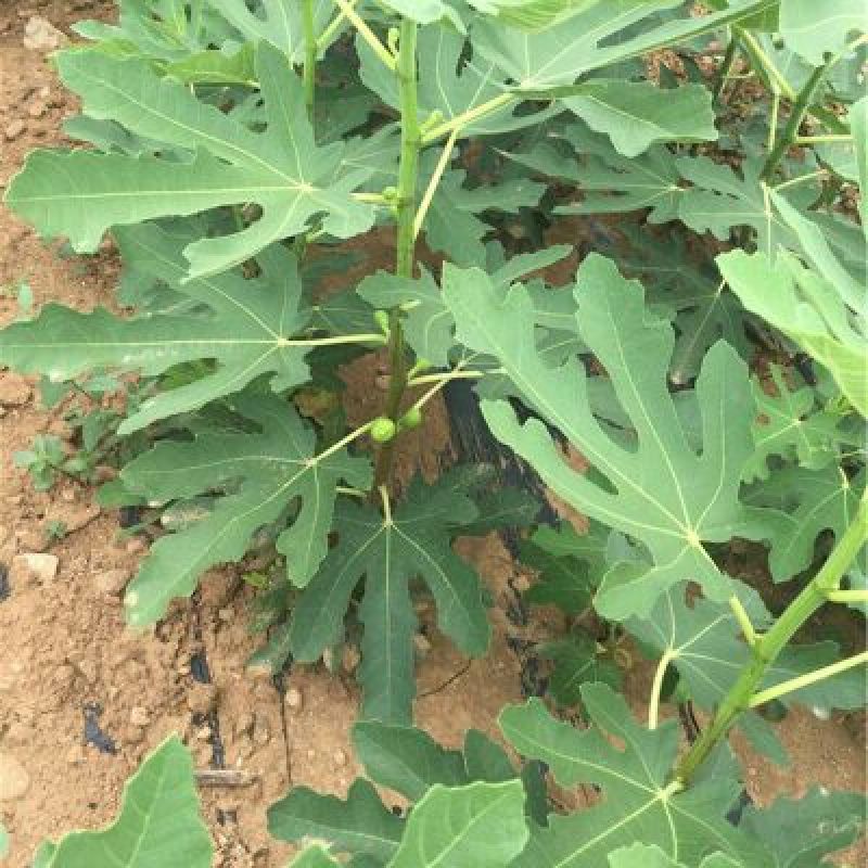 无花果苗无花果树苗当年种植当年见效亩种植220颗