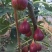无花果苗波姬红砂糖红心布兰瑞克，芭奈劳无花果苗