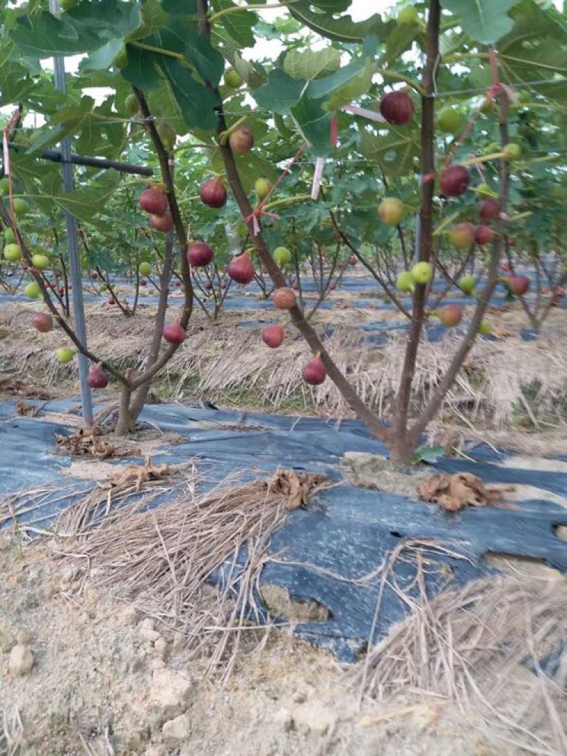 无花果60~70g