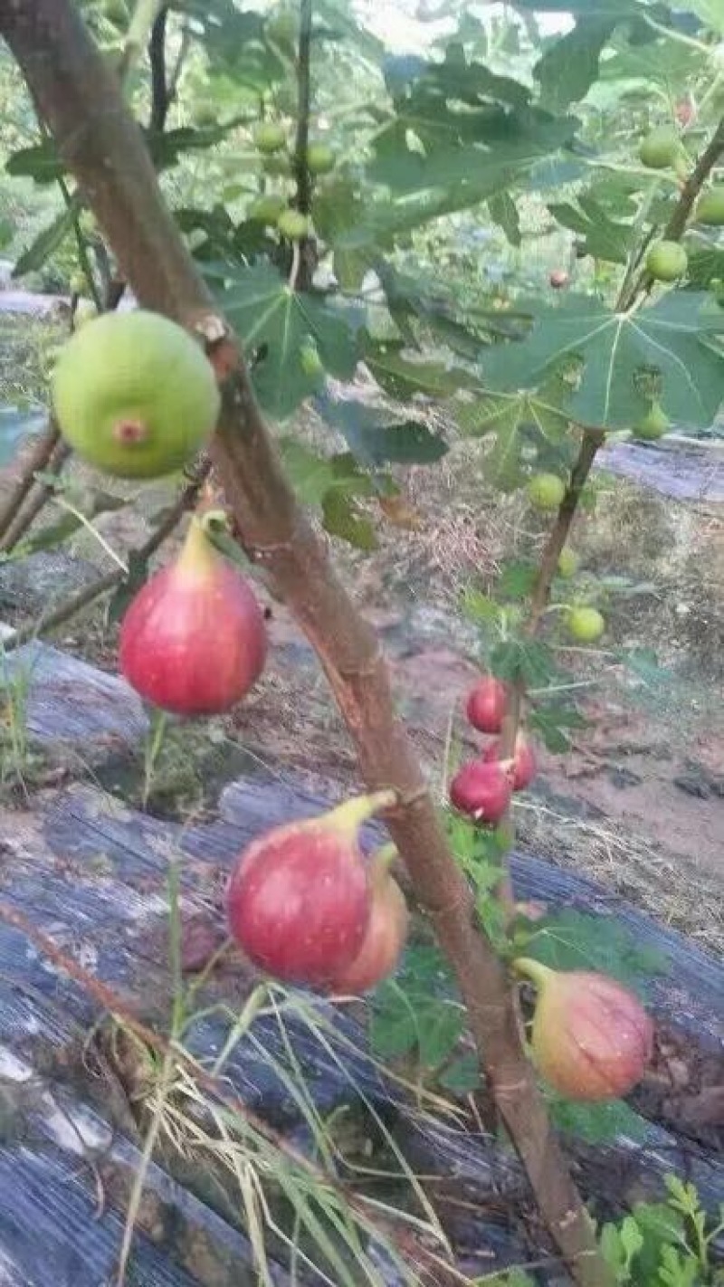 无花果60~70g