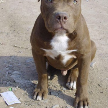 比特犬公