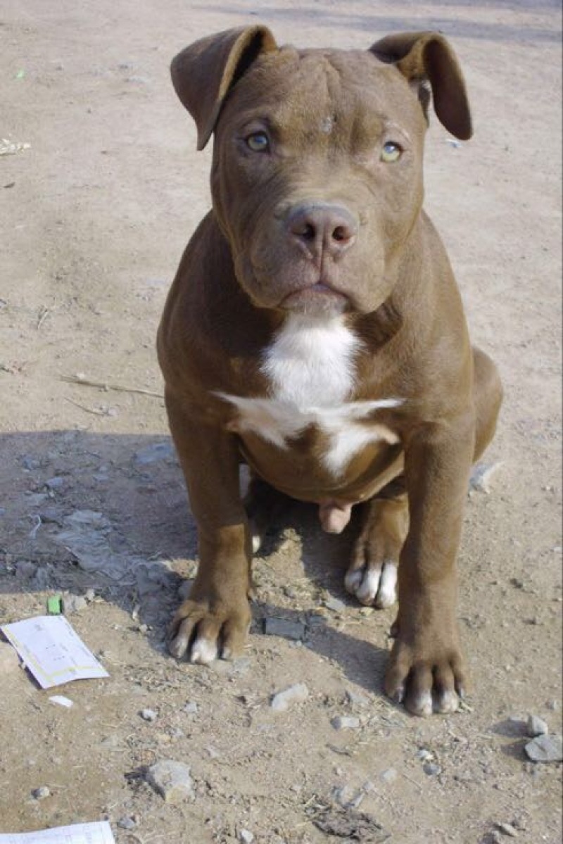 比特犬公