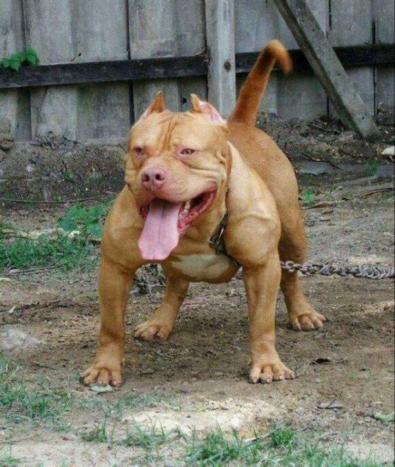 比特犬公