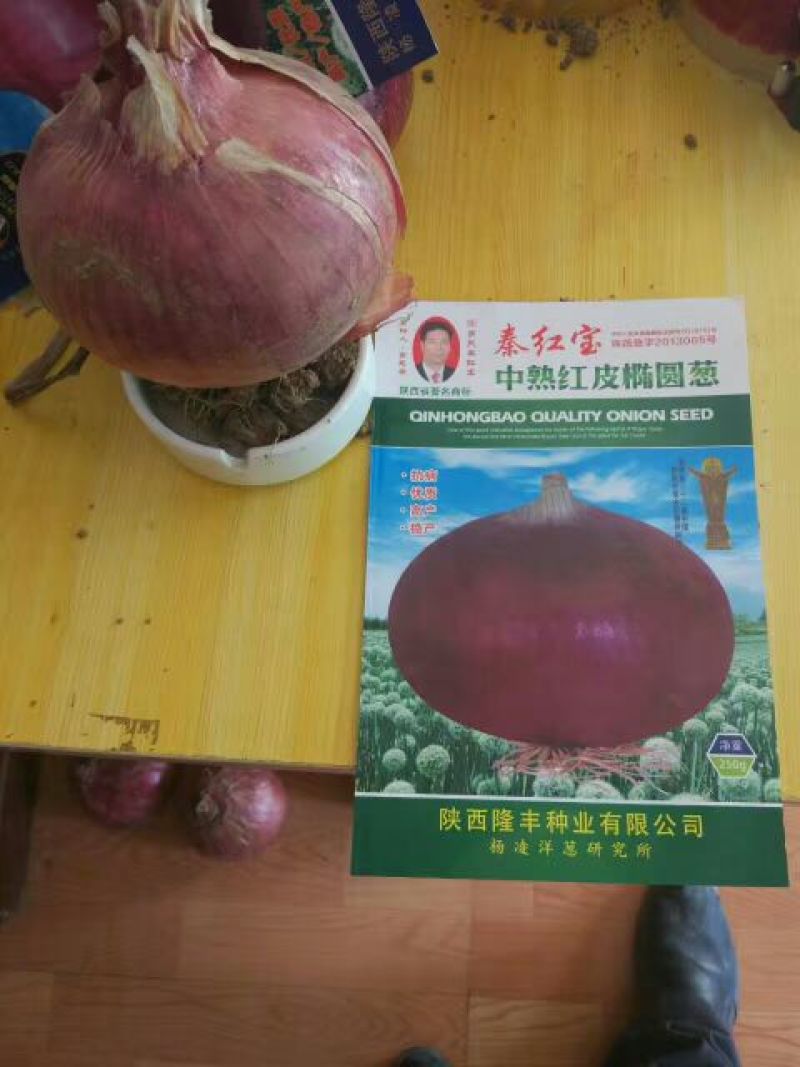 洋葱种子95%以上
