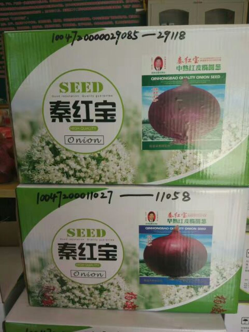 洋葱种子95%以上
