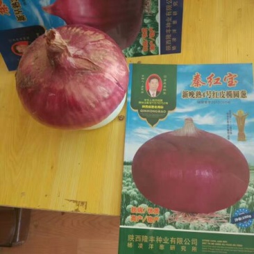 洋葱种子95%以上