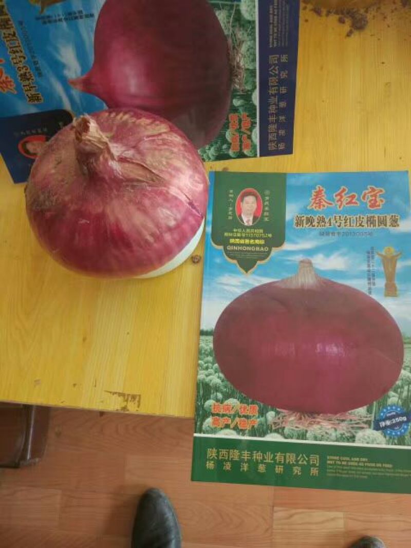洋葱种子95%以上