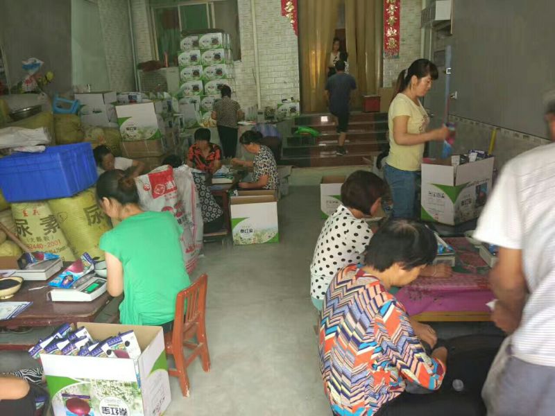 洋葱种子95%以上