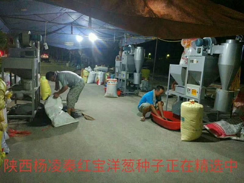 洋葱种子95%以上