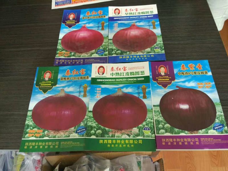 洋葱种子95%以上
