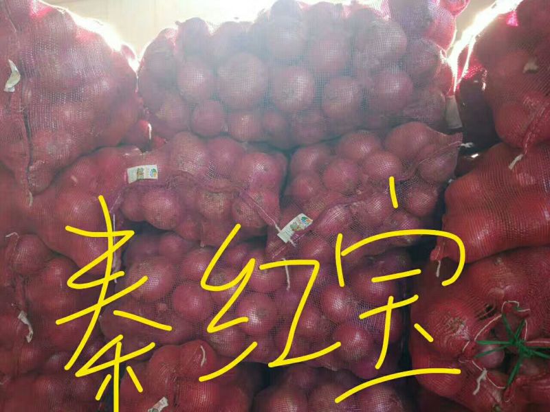 洋葱种子95%以上