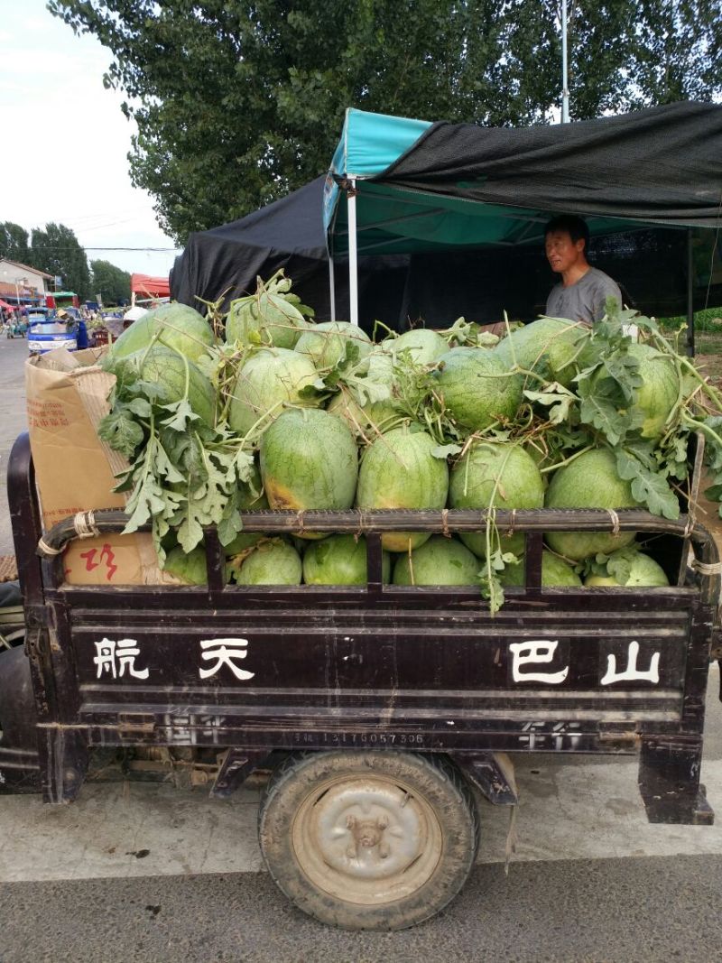 新红宝西瓜7斤打底9成熟1茬