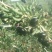 黑枸杞干货头茬
